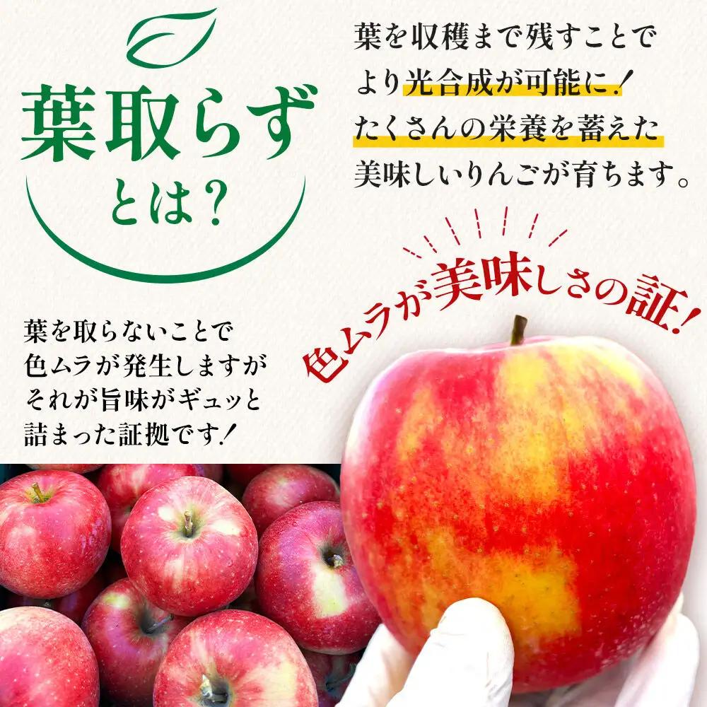 りんご 葉とらず サンふじ 家庭用 約10kg【11月下旬～発送】りんご