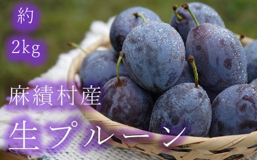 
信州 麻績村産 生プルーン 約 2kg 500g × 4パック フルーツ 果物 プルーン 産地直送 予約
