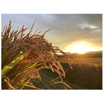 ふるさと納税 鷹栖町 令和7年産 真空パック ゆめぴりか白米5kg×4　計20kgセット SA198 |  | 01