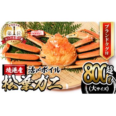 ふるさと納税 境港市 活〆ボイル松葉蟹(大)タグ付(約800g)【11月中旬から順次発送】