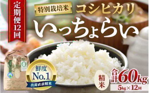 【先行予約】【令和7年産・新米】【一等米】《定期便12回》特別栽培米 いっちょらい 精米 5kg × 12回（計60kg）／ 福井県産 ブランド米 コシヒカリ ご飯 白米 新鮮 大賞 受賞 【2025年10月上旬より順次発送予定】 [aw012-m005]