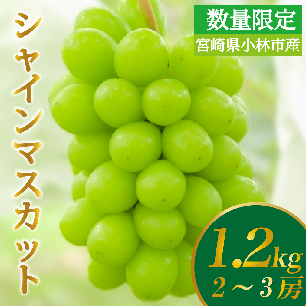 【F115】【数量限定】シャインマスカット 1.2kg 農家直送（ぶどう 葡萄 高級フルーツ 甘い 高糖度 ジューシー みずみずしい 芳醇 数量限定 期間限定 旬の果物 人気返礼品 )_イメージ2