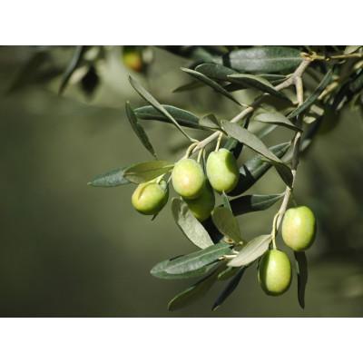 ふるさと納税 高石市 毎日のオリーブ油　180g×12本 |  | 01
