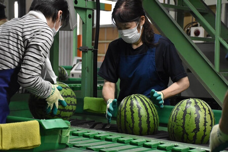 【2025年】金沢すいか（大玉すいか）1玉 8kg以上 JA金沢市 すいか スイカ すいか すいか すいか すいか