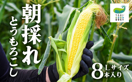 予約 2026年7月下旬～発送 　甘～い！北上産★ 朝採れ とうもろこし 8本 セット 国産 岩手 もろこし 野菜 とうきび コーン 産地直送  うるおい春夏秋冬  岩手県 北上市 C0494