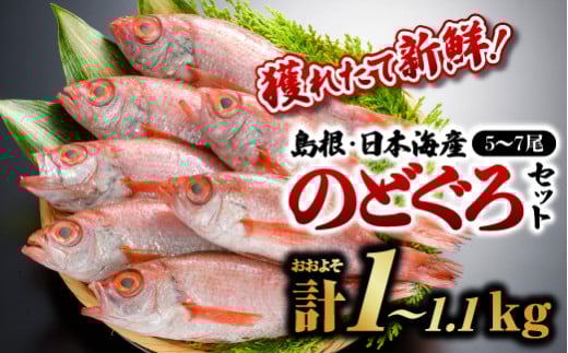 鮮魚セットF【のどぐろ5～7尾(約1kg～1.1kg)】【YM-6】｜漁解禁 受付再開 送料無料 のどぐろ ノドグロ 魚 さかな 焼き魚 島根 山陰 日本海産 魚介類 魚貝類 海産 海産物 おかず 下処理済 煮付け 鮮魚 新鮮｜お届け：8月下旬～翌年5月末(6月～8月下旬まで禁漁のため)