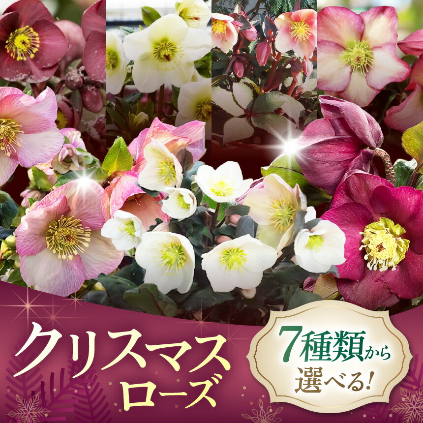 【ふるさと納税】【選べる】クリスマスローズシリーズ | 花 クリスマス ローズ 冬 氷 薔薇 赤 季節 冬 ガーデニング ガーデン 庭 贈答 プレゼント ギフト 期間限定 伊那市 ふるさと納税
