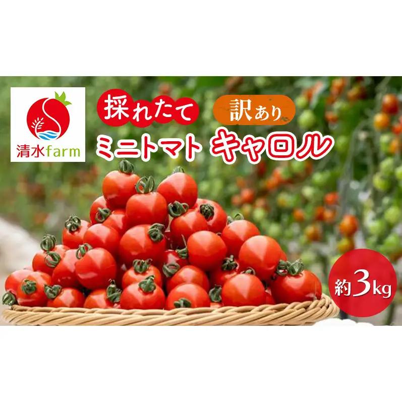 【2026年7月～発送】訳あり 富良野産 採れたて直送! ミニトマト キャロル10 【約3kg】 (清水farm) トマト ミニトマト とまと 野菜 新鮮 甘い 季節限定 北海道 富良野 ふらの