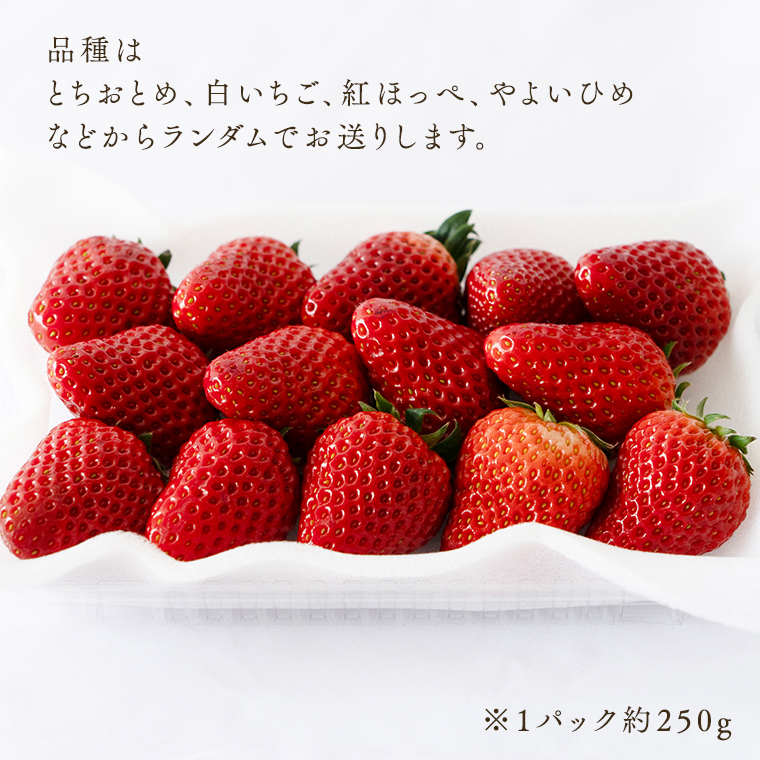 【 定期便 】 合計3kgお届け いちご の3ヶ月連続お届け便 （1