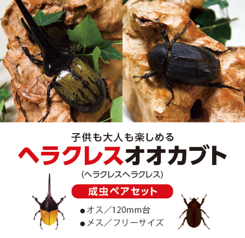 ヘラクレスオオカブト（ヘラクレスヘラクレス）　成虫ペア　オス（120mm台）　メス（フリーサイズ）