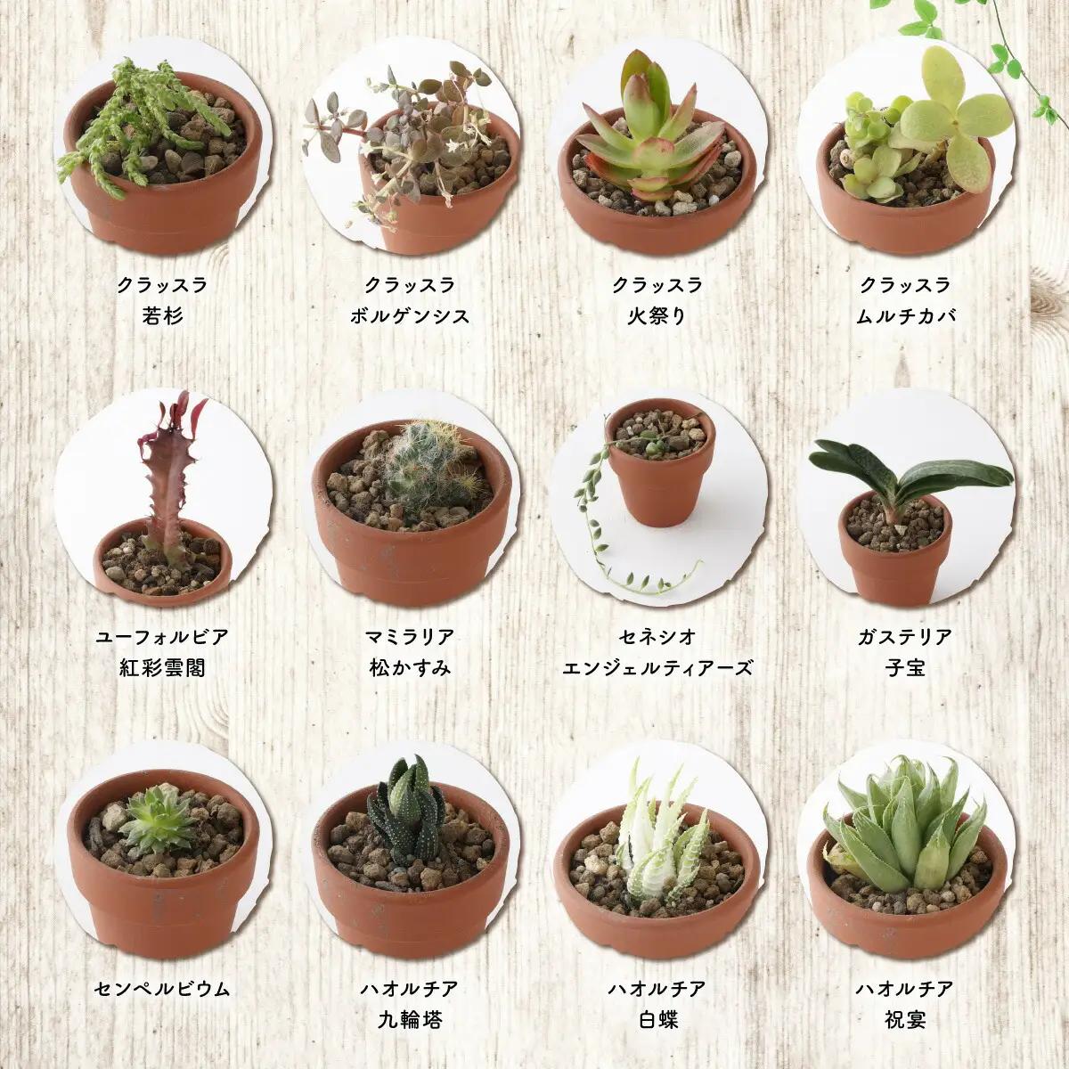 多肉植物の寄せ植えセット5本～10本