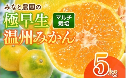 【数量限定】みかん みなと農園の極早生温州みかん  約5kg 2S～Lサイズ混合 マルチ栽培 【2026年10月上旬頃〜順次発送】 みかん ミカン 蜜柑 温州みかん 温州ミカン 柑橘 フルーツ 果物 くだもの 甘い 旬 人気 果汁 濃厚 ジューシー デザート 産地直送 農家直送 みかん 国産 お取り寄せ 新鮮 期間限定 季節限定 先行予約 おすすめ 三重県 熊野市【mntf0003】