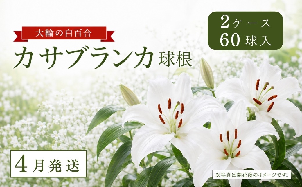 
                  【4月発送】カサブランカ球根 計60個 (30個入×2ケース) | 大輪 ユリ 百合 春植え ガーデニング 園芸 花
                