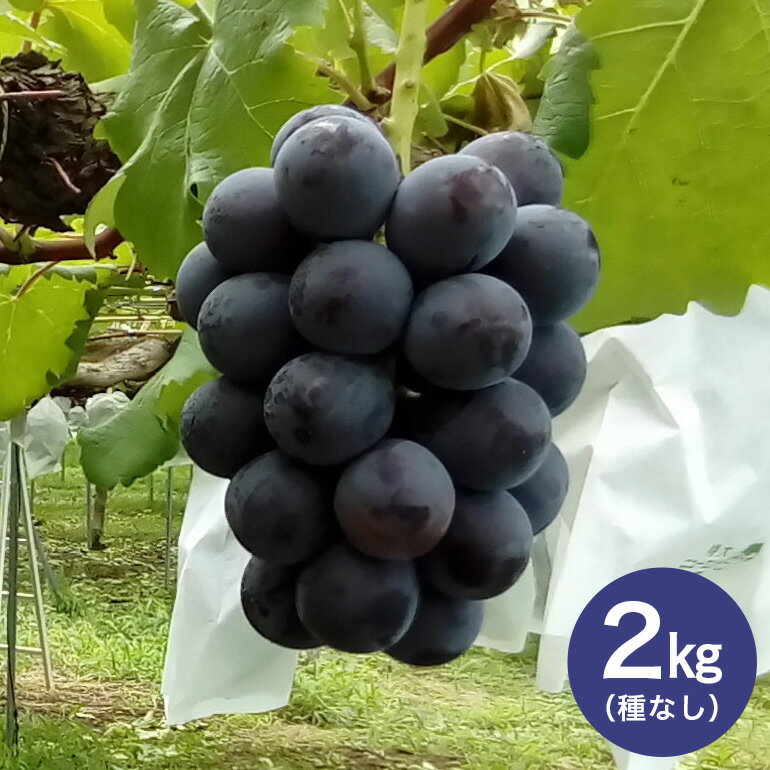 【ふるさと納税】【 2025年 先行予約 】 藤稔 2kg ( 種なし ) 石田ぶどう園 3房 〜 5房 ぶどう ブドウ 国産 果物 くだもの 大粒 葡萄 種無し フルーツ 2キロ 9月 10月 発送 秋 旬 品種 茨城県産 産地直送 産直 農家直送 冷蔵 茨城県 石岡市 送料無料 (G108)