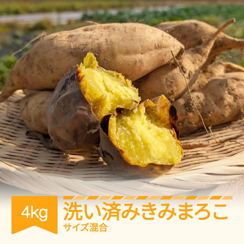 【ふるさと納税】【先行予約】 さつまいも きみまろこ 洗い 約4kg 村山市産 2026年産 令和8年産 山形県産 芋 送料無料 ※沖縄・離島への配送不可 no-spkma2