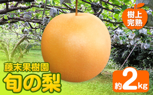 【2026年先行予約】 梨 旬の梨 約 2kg  藤末果樹園 熊本県荒尾市産 《7月中旬-10月上旬頃出荷》フルーツ 果物 荒尾梨 はつまる 幸水 愛甘水 りんか ほしあかり 豊水 秋麗 かおり あきづき 新高 甘太 にっこり から旬の品種を厳選してお届け 品種はえらべません