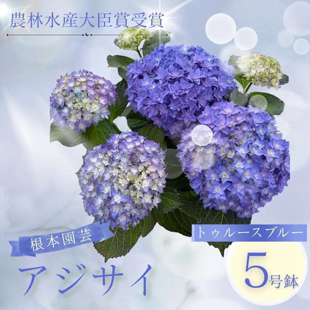 先行予約 アジサイ トゥルースブルー 5号鉢 | あじさい 紫陽花 ブルー 花ギフト 鉢植え 根本園芸