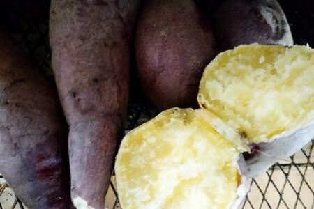 【先行予約】京都京丹後産さつまいも 金時芋 3kg（2024年12月上旬～発送）