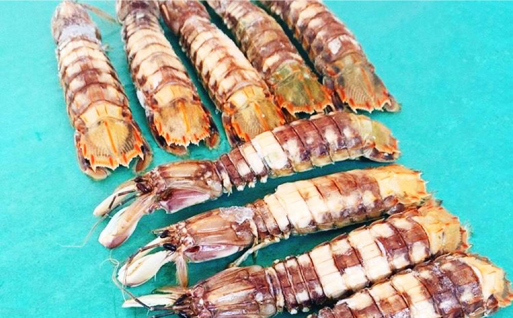 小樽産 剥き シャコ メス 30本（5本×6パック） 浜ゆで蝦蛄