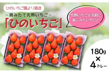 【先行予約】摘みたて完熟いちご「ひのいちご」（約180ｇ×4トレー）11月下旬~4月発送｜ いちご 苺 完熟苺 農家直送いちご 愛媛産いちご イチゴ いちご ひのいちご いちご いちご いちご