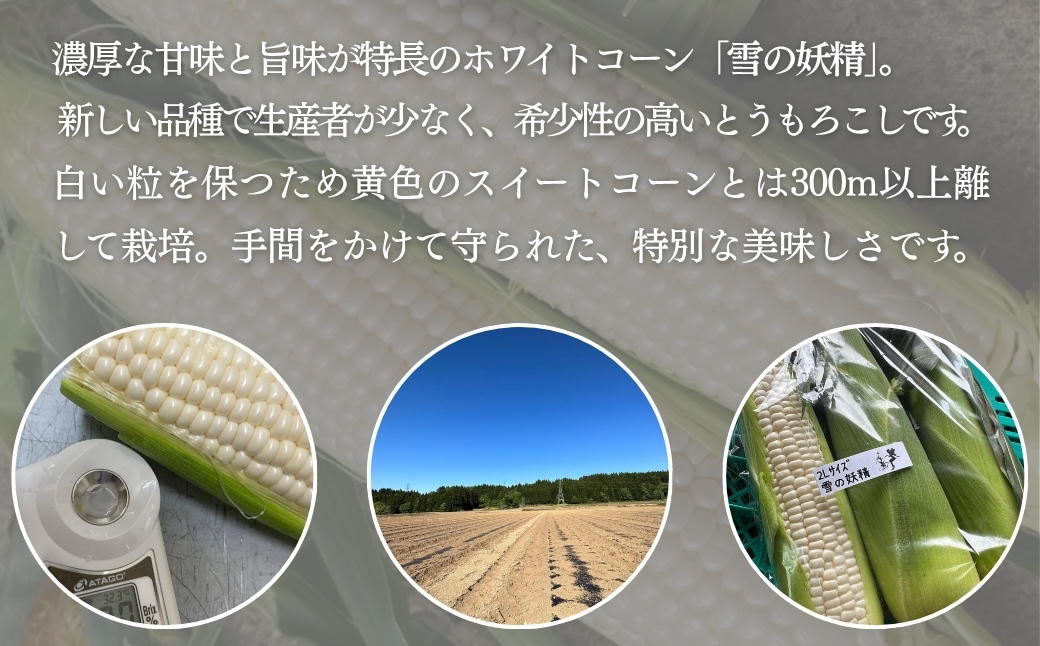 【スイートコーン 先行予約】雪室予冷 白とうもろこし 雪の妖精  2L?L 10本入 | 津南町 有限会社大地 173085-007