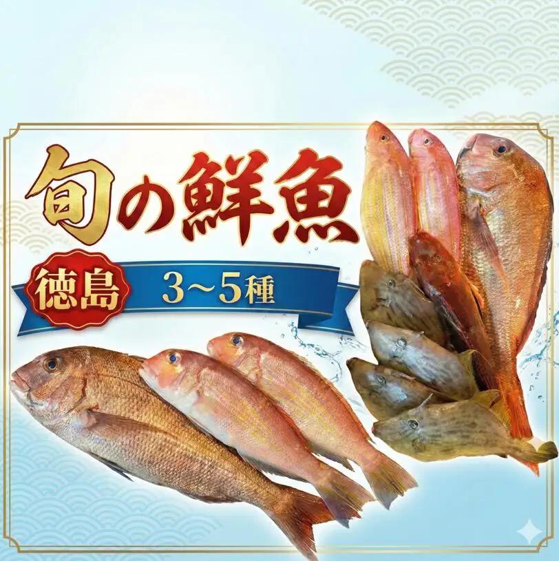 鮮魚 お試し 3～5種 徳島県産 鮮魚