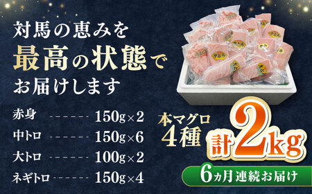 【全6回定期便】 対馬産 本マグロ 4種 計2kg（赤身/中トロ/大トロ/ネギトロ）《対馬市》【対海】 冷凍配送 大容量 新鮮 海鮮丼 手巻き寿司[WAH035]