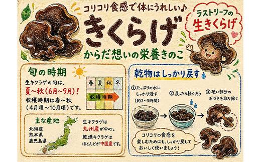 ≪2027年先行予約≫山形県 戸沢村産 生きくらげ 1kg 2027年7月上旬から順次発送 国産 木耳 キクラゲ 茸 きのこ 中華 料理 食品 自宅 家庭 F7W-0515