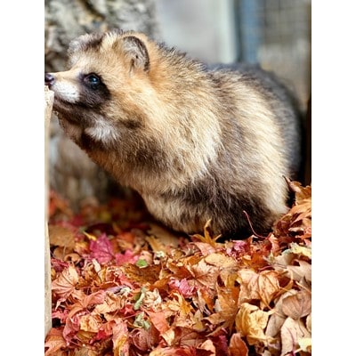 おびひろ動物園　入園券＆オリジナルグッズ