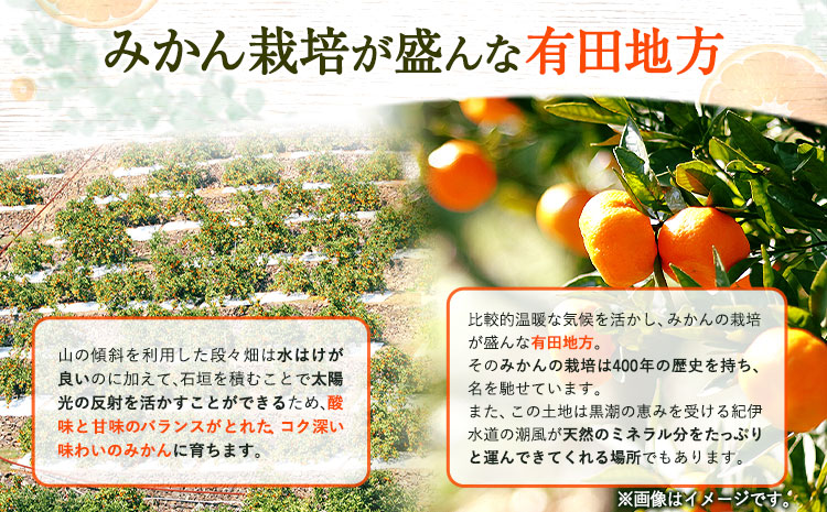 ＜先行予約＞【家庭用訳アリ】紀州有田産清見オレンジ約7.5kg株式会社魚鶴商店《2027年3月下旬-4月下旬頃出荷》和歌山県オレンジ柑橘ご家庭用---wsh_uot243_3g4g_26_16000_