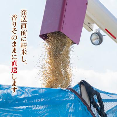 ふるさと納税 西都市 【令和8年産新米・先行受付】こしひかり 5kg　※8月上旬以降順次発送予定　精米済み [3217] |  | 01