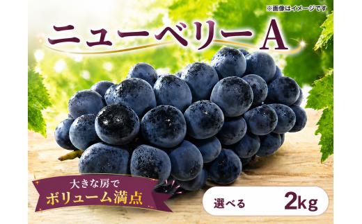 【 先行予約 】 ぶどう ニューベリーA 2kg 《 2026年 8月 上旬 ～ 順次発送 》フルーツ ぶどう 葡萄 期間限定 旬 産地直送 農家直送 産直 贈答 家庭用 ギフト 中内農園 ぶどう 直売所 徳島県 阿波市