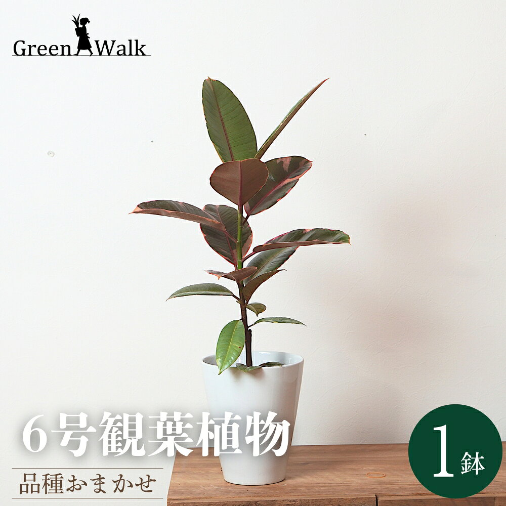 【ふるさと納税】6号 観葉植物 1鉢 白陶器鉢植え 土植え 陶器鉢 鉢付 土 陶器 鉢セット 植物 グリーン インテリア 品種 品種おまかせ おまかせ ナチュラル お洒落 雑貨 愛知県 豊橋市
