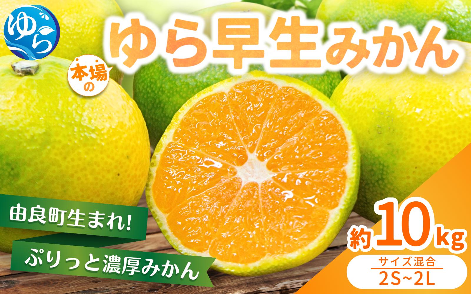 
             【先行予約】農家直送 ゆら早生みかん 約10kg 2S～2Lサイズ混合 ※2025年10月中旬～10月下旬順次発送  / 農家直送 くだもの  果実  柑橘 果物 フルーツ 国産 和歌山県 由良町 ご家庭用 人気 おすすめ 【nktn014】
          