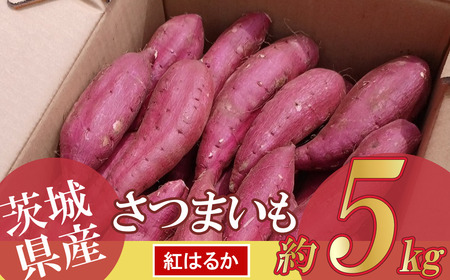 【先行予約 2025年9月～順次発送】さつまいも 5kg (紅はるか) | さつまいも さつまいも さつまいも さつまいも