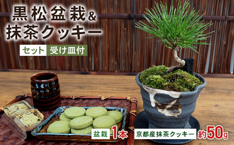 
            観葉植物 インテリア 黒松盆栽 抹茶 クッキー 50g  セット 京都 室内 おしゃれ オフィス リビング 人気 おすすめ 玄関
          