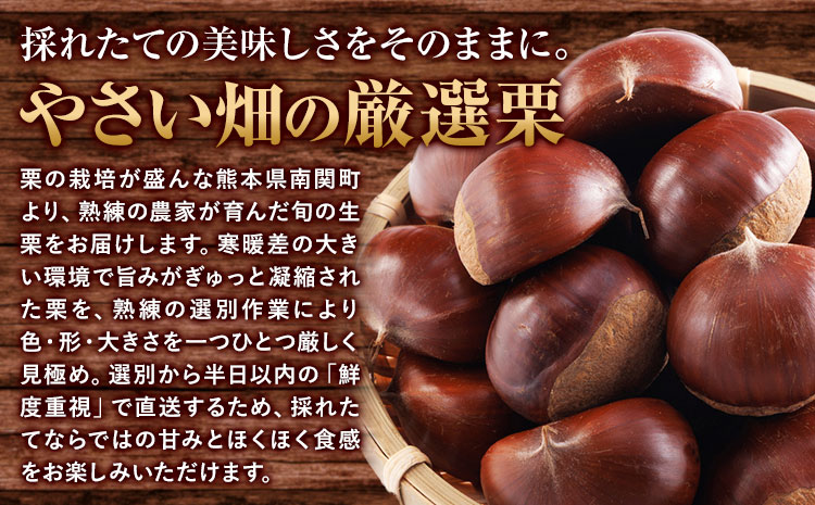 2026年産目利き厳選 やさい畑の美味しい栗 3kg 農家直送 厳選 生栗 冷蔵 送料 無料《9月下旬-10月上旬頃出荷》