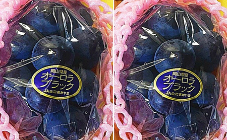 ぶどう 2026年 先行予約 オーロラブラック 2房(1房480g以上) 岡山県産 ぶどう