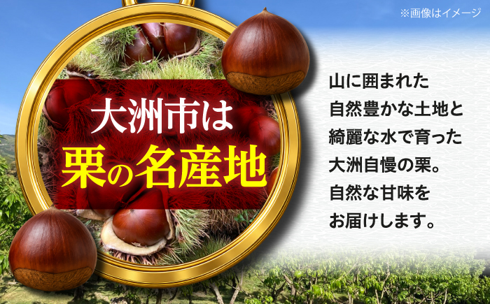 【先行予約】【2026年9月下旬から順次発送】和栗の代表！上品な甘さ！あじさい農園の高級生栗「銀寄」（1kg）　愛媛県大洲市/あじさい農園 [AGAE010]くり クリ モンブラン マロン 秋の味覚 