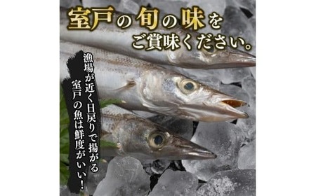 【定期便 6回 寄数月】干物 トロカマス カマス かます 8枚 冷凍 人気 干物 大容量 魚介 海鮮 惣菜 白身魚 室戸海洋深層水 高知県室戸市 ご飯のお供 晩酌 酒の肴 おつまみ 朝食 BBQ キャ