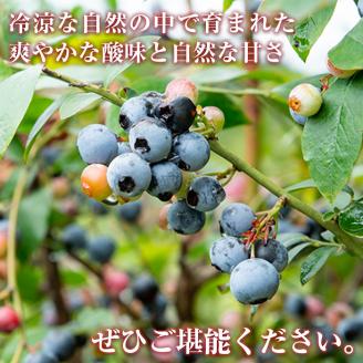 A-050 霧島市産ブルーベリー1.2kg(冷凍)【霧島農産加エグループふきのとう】霧島市 ブルーベリー 冷凍 新鮮 フルーツ
