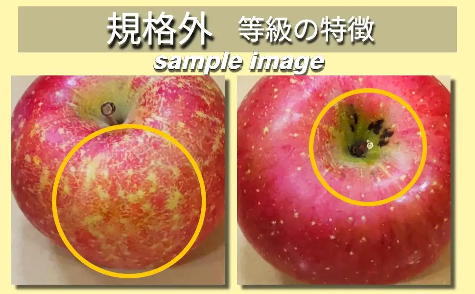 【2026年11月中旬発送】 りんご 約 2kg サンふじ 【規格外】 青森県産 りんご