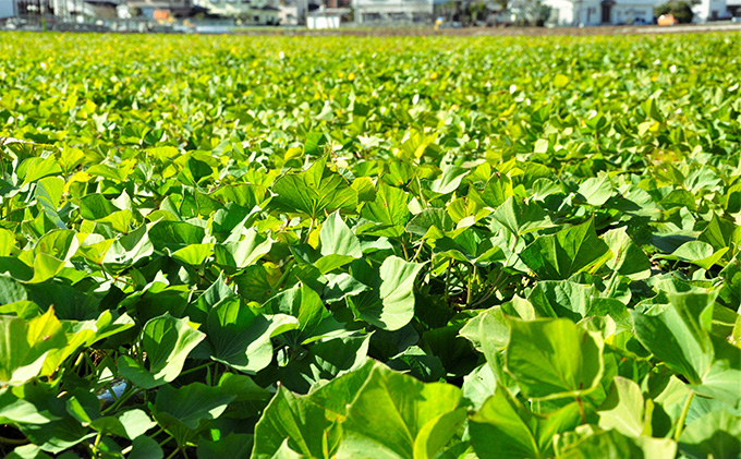 さつまいも(なると金時)松茂町産5kg　徳島 鳴門金時 芋 秋 旬 サツマイモ 正月 おせち 贈答用 野菜 野菜セット 