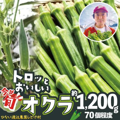 ふるさと納税 大館市 トロッとおいしいオクラ&lt;約1200g&gt;