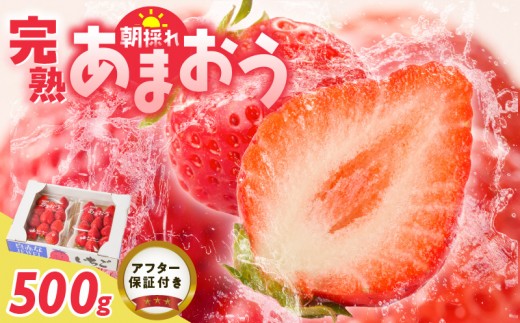 【2027年1月より順次発送】増永農園　福岡県産あまおう　250g×2パック_ 250g 2パック 高級特産品 あまおう 福岡県産 朝採れ 新鮮 こだわり いちご とれたて ブランドいちご フルーツ 果物 デザート スイーツ お取り寄せ 福岡県 久留米市 送料無料 _ Fi080-02