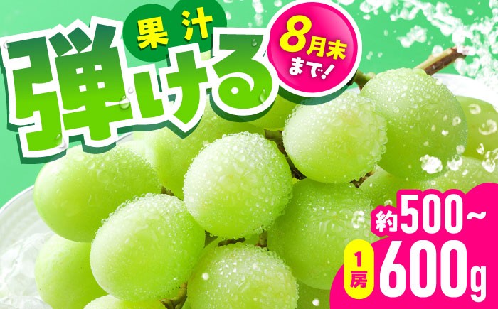 
            【先行予約】　シャインマスカット 1房（約500〜600g）　【中島農園】 [AYCX002]
          