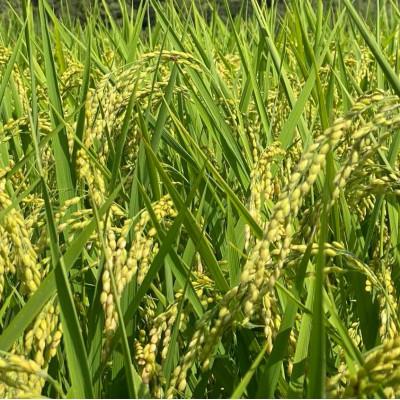 ふるさと納税 潮来市 令和7年産新米　栽培期間中できるだけ農薬を減らした【こしひかり】白米5kg茨城共通返礼品・行方産 |  | 02