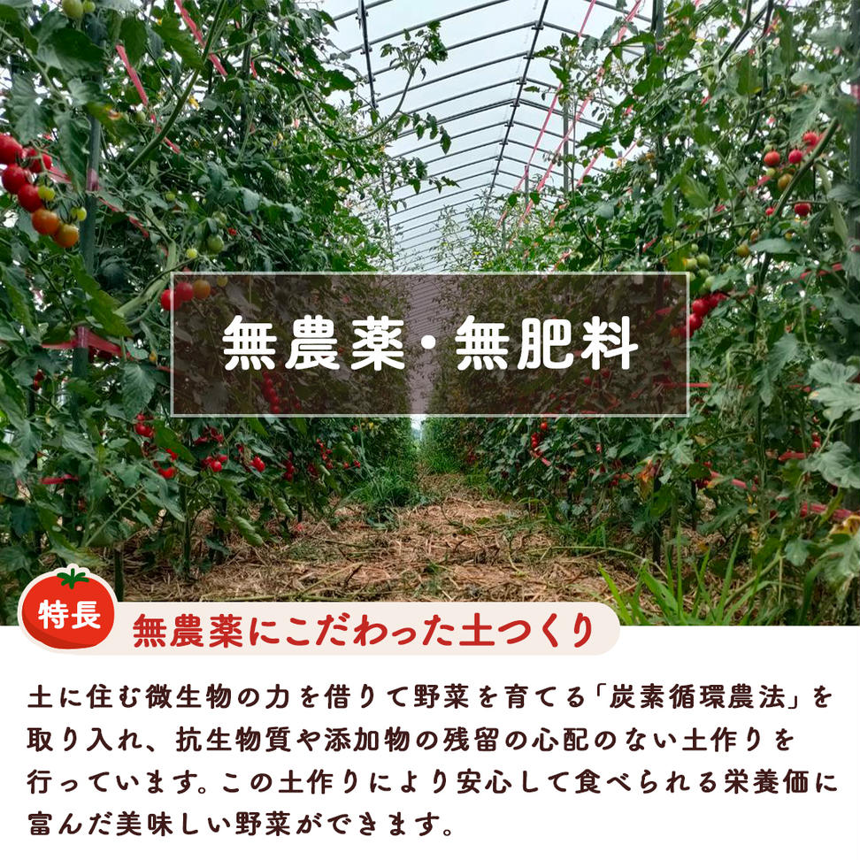 今夏お届け！ 農薬 ・ 肥料 不使用 ミニトマト の 詰め合わ
