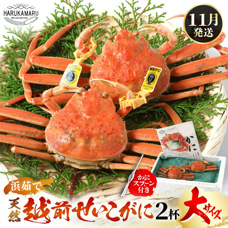 【ふるさと納税】【先行予約】≪浜茹で≫ 天然！越前 せいこがに 大サイズ× 2杯 (生の状態で1杯200g以上) かにスプーン付き！ はるか丸厳選！【2026年11月中旬以降順次発送予定】【冷蔵 本場の味 ボイル 蟹 茹で ずわいがに ズワイガニ 雌 メス】[m36-x008_11]