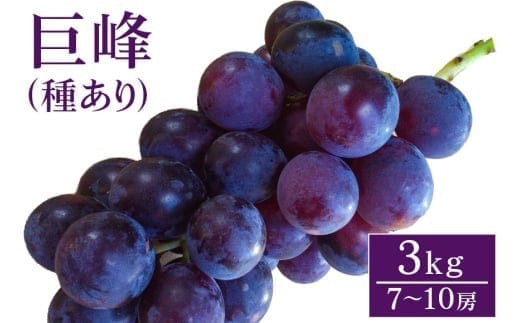 【 2025年 先行予約 】 巨峰 3kg ( 種あり) 開田ぶどう園 7房 ～ 10房 ぶどう ブドウ 国産 果物 くだもの 葡萄 フルーツ 3キロ 8月 下旬 9月 発送 夏 秋 旬 品種 茨城県産 産地直送 産直 農家直送 冷蔵 茨城県 石岡市 (A01-003)